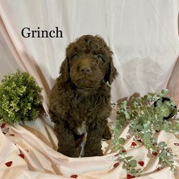 Grinch - Chocolate Goldendoodle puppy in Oak Glen, California from Oak Glen Family Doodles