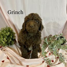 Grinch - Chocolate Goldendoodle puppy in Oak Glen, California from Oak Glen Family Doodles