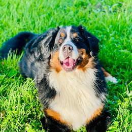 Winnie - Bernese Mountain Dog