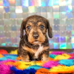 Hunny - Wild  boar and tan female Dachshund puppy in Mc Neil, Arkansas from Shining A Lowriders & Co.
