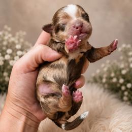 Dior - Merle male Shihpoo puppy in Delphos, Ohio from Route 66 Poodles & Doodles, Sapphire Shih-tzu's of Ohio