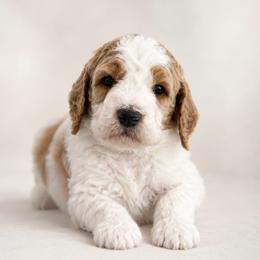 Tommy - Parti male Goldendoodle puppy in Rocky Point, North Carolina from CelticDoods