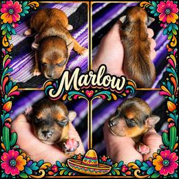 Marlow - Sable male Yorkshire Terrier puppy in Moses Lake, Washington from Harmony Hills Yorkies