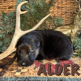 Alder - Black and red male German Shepherd puppy in Graham, Washington from Wildeflecken Shepherds