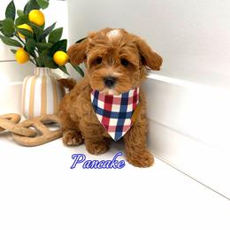 Pancake - Red male Maltipoo puppy in Buford, Georgia from Petite Posh Puppies