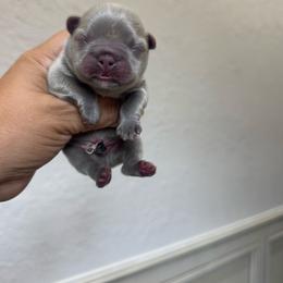 Bruno - Liver male French Bulldog puppy in Porter, Texas from Whatabulldog