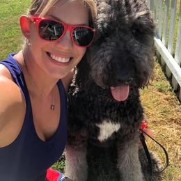 Goldendoodle All Grown Up from Simply Doodles LLC