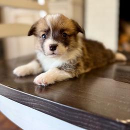 Ziggy - Red male Pembroke Welsh Corgi puppy in Payson, Utah from Spring Creek Aussies + Corgis