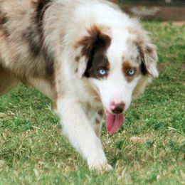 Tex - Australian Shepherd