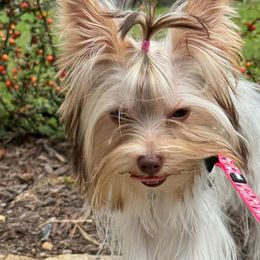 Yorkshire Terriers from John Curl