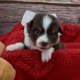 Karma - Red tri female Miniature Australian Shepherd puppy in Norman, Oklahoma from Raised Right Pups