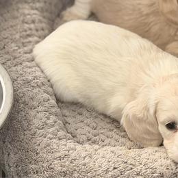 Baliska - Cream female Dachshund puppy in Martinsville, Virginia from Ana’s Beautiful Doxies