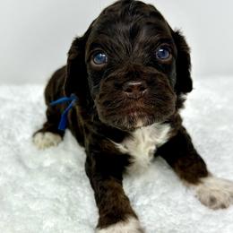 Blue collar boy - Brown and tan male Cockapoo puppy in Oologah, Oklahoma from Timber Hills Poodles and Doodles