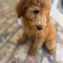 White - Red  male Goldendoodle puppy in Shingle Springs, California from California Double Doodles