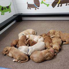 Goldendoodle, Labradoodle, and Double Doodle Puppies from Cedar Hill Labradoodles
