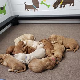 Goldendoodle, Labradoodle, and Double Doodle Puppies from Cedar Hill Labradoodles