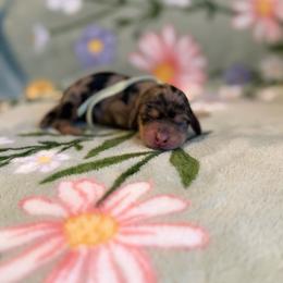 Dove - Dapple female Dachshund puppy in Morristown, Tennessee from Hillside Hounds