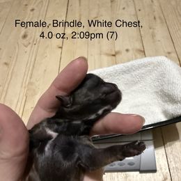 Seven - Shih Tzu puppy from Little Lion Puppies