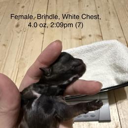 Seven - Shih Tzu puppy from Little Lion Puppies
