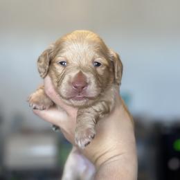 Boy 4 - Cream male Dachshund puppy in Las Animas, Colorado from J&D Dachsies