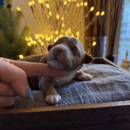 Z Pink Girl - Red  female Goldendoodle puppy in Lewisville, Texas from Texas Goldendoodle Lovers