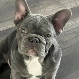 Gwen - French Bulldog
