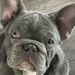 Gwen - French Bulldog