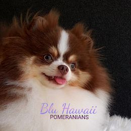 Mahina - Pomeranian