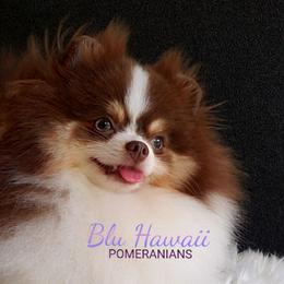 Mahina - Pomeranian