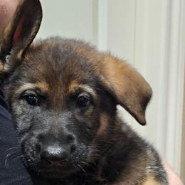 Frida Sable female 2 - Sable female German Shepherd puppy in Conroe, Texas from Aus der Asche German Shepherds