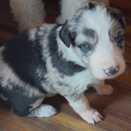 Oliver boy - Blue merle male Border Collie puppy in Fairview, Tennessee from Hoffman Forest Acres LLC