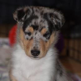 Honey - Black white and tan female Collie puppy in Danville, Pennsylvania from Brookwood Collies, Smooth & Rough