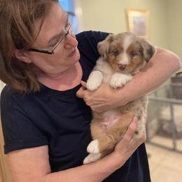 Miniature American Shepherd and Miniature Australian Shepherd Puppies from Husker Mini Aussies