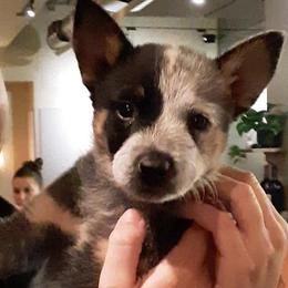 Australian Cattle Dog Puppies from Scrappington Kennels