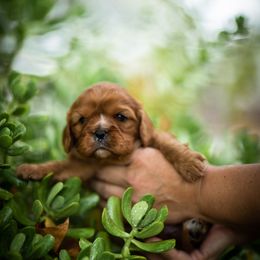 Cavalier King Charles Spaniel Puppies from Tsarevich Goldens and Cavaliers