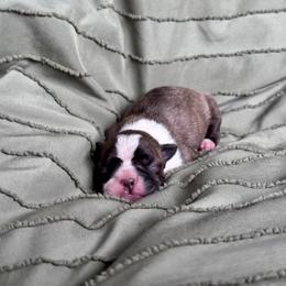 'Forrest Frank' - Brindle and white male Boston Terrier puppy in Fisher, Minnesota from Wentzel Family Frenchtons