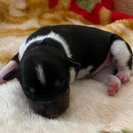 P4M - Black white and tan male Rat Terrier puppy in Groveland, Florida from Blackwood Rat Terriers (Standard)