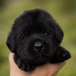 Blue Collar - Black male Labrador Retriever puppy in Madison, Wisconsin from Meritrust Labradors