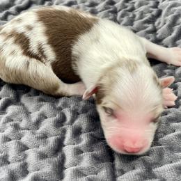 Tarquin - Red merle male Miniature American Shepherd puppy in Damascus, Oregon from Rebel Soul Minis