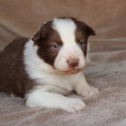 Chino - Brown Collar - Red male Border Collie puppy in Courtland, Alabama from C Bar C Ranch Border Collies