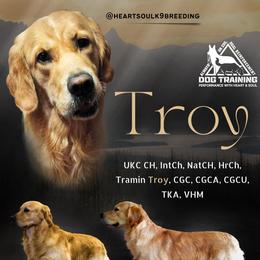 Troy - Golden Retriever