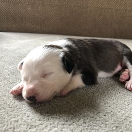 Border Collie Puppies from Simcoe Foothills Farm