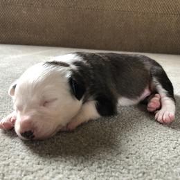 Border Collie Puppies from Simcoe Foothills Farm