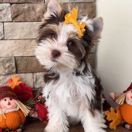 Hattie - Chocolate, tan and white female Yorkshire Terrier puppy in Parkersburg, West Virginia from Chocolate Diamonds in the RUFF