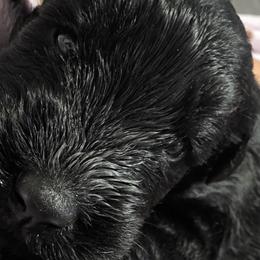 Belgian Malinois, Doberman Pinschers, and Giant Schnauzers from Loyal Hearts Farm / RK's Dobermans