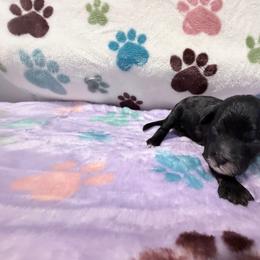 Juniper - Black female Cockapoo puppy in Clarks Summit, Pennsylvania from M&M Cockapoos