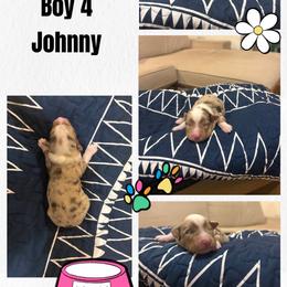 Johnny - Red merle male Miniature Australian Shepherd puppy in Tipton, Indiana from Big Maple Farm