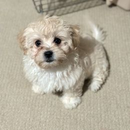 Shichon Puppies from Great Lakes Teddy Bear Dogs