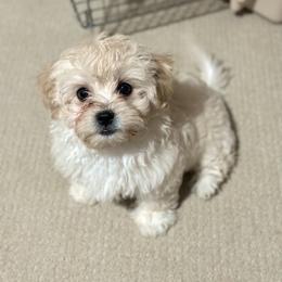 Shichon Puppies from Great Lakes Teddy Bear Dogs
