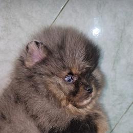 Louis - Blue merle male Pomeranian puppy in Grand Prairie, Texas from D’ Pomlovers